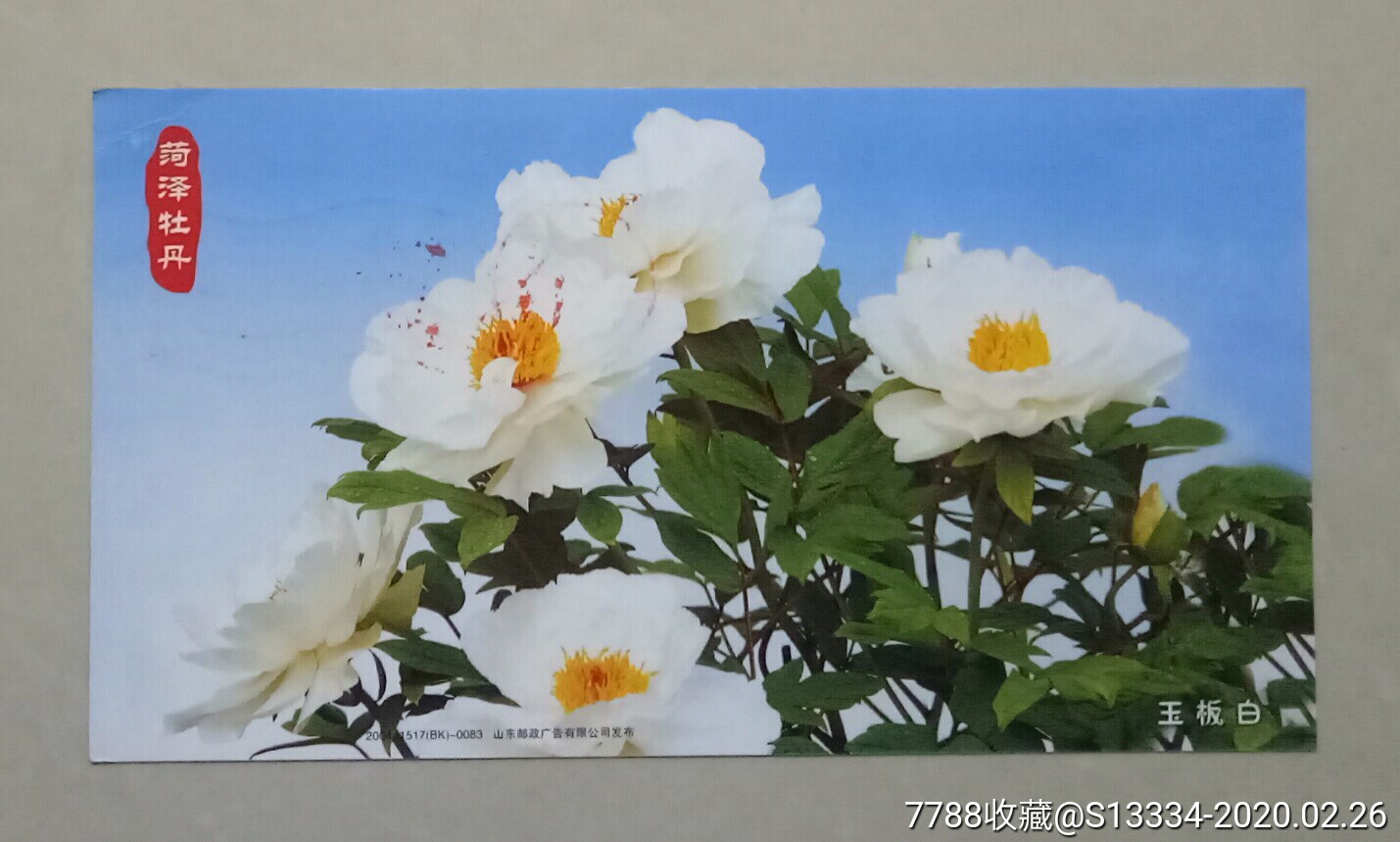 菏泽牡丹——玉板白