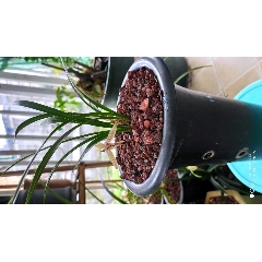 兰花(se71315247)_7788收藏__收藏热线