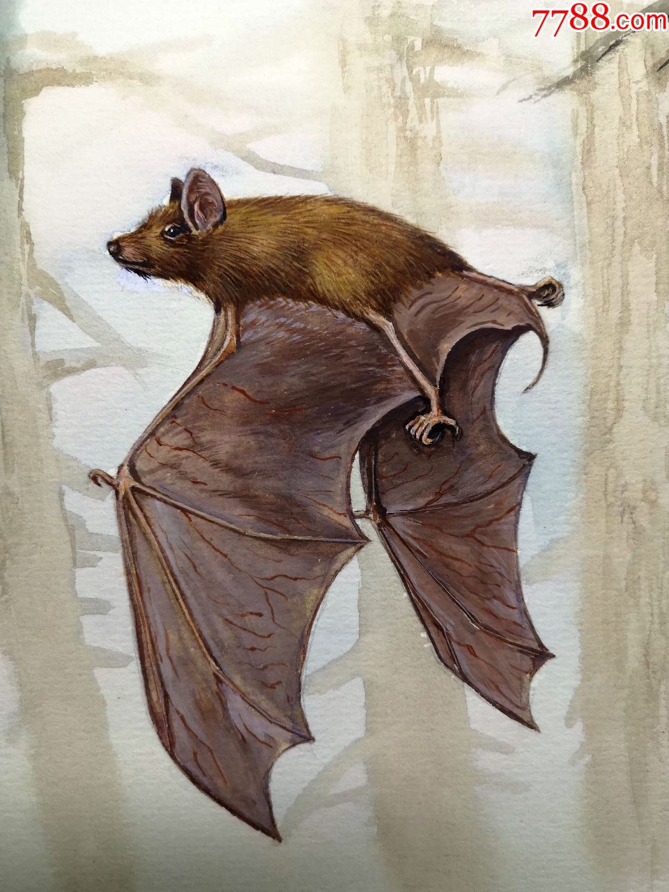 80-90年代出版过的手绘水彩动物图谱画稿原稿《黑胡鞘尾蝠》