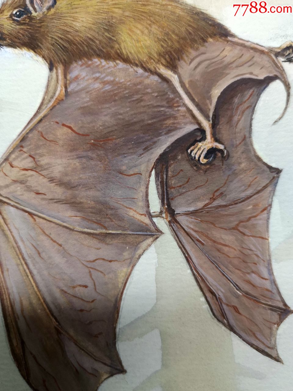 80-90年代出版过的手绘水彩动物图谱画稿原稿《黑胡鞘尾蝠》