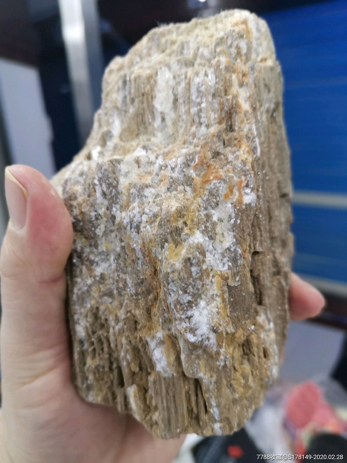 化石树化玉石炭纪树化玉产地新疆,高150mm宽78mm