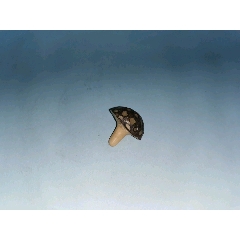 菩提果雕刻小蘑菇(se71376393)_7788收藏__收藏热线