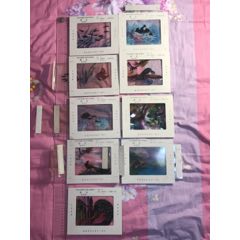 九年义务教育六年制小学教科书《语文》第四册(se71405963)_7788收藏__收藏热线