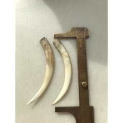 麝香牙(se71415996)_7788收藏__收藏热线