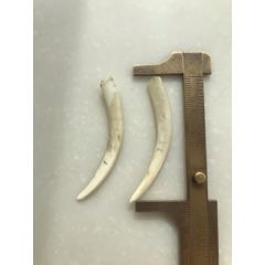 麝香牙(se71416012)_7788收藏__收藏热线