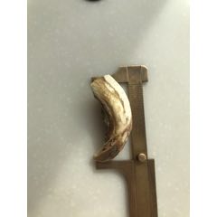 野猪牙(se71416088)_7788收藏__收藏热线