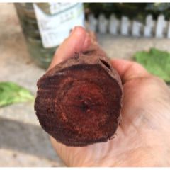 缅甸降真香木一根，重390克！包真(se71423904)_7788收藏__收藏热线