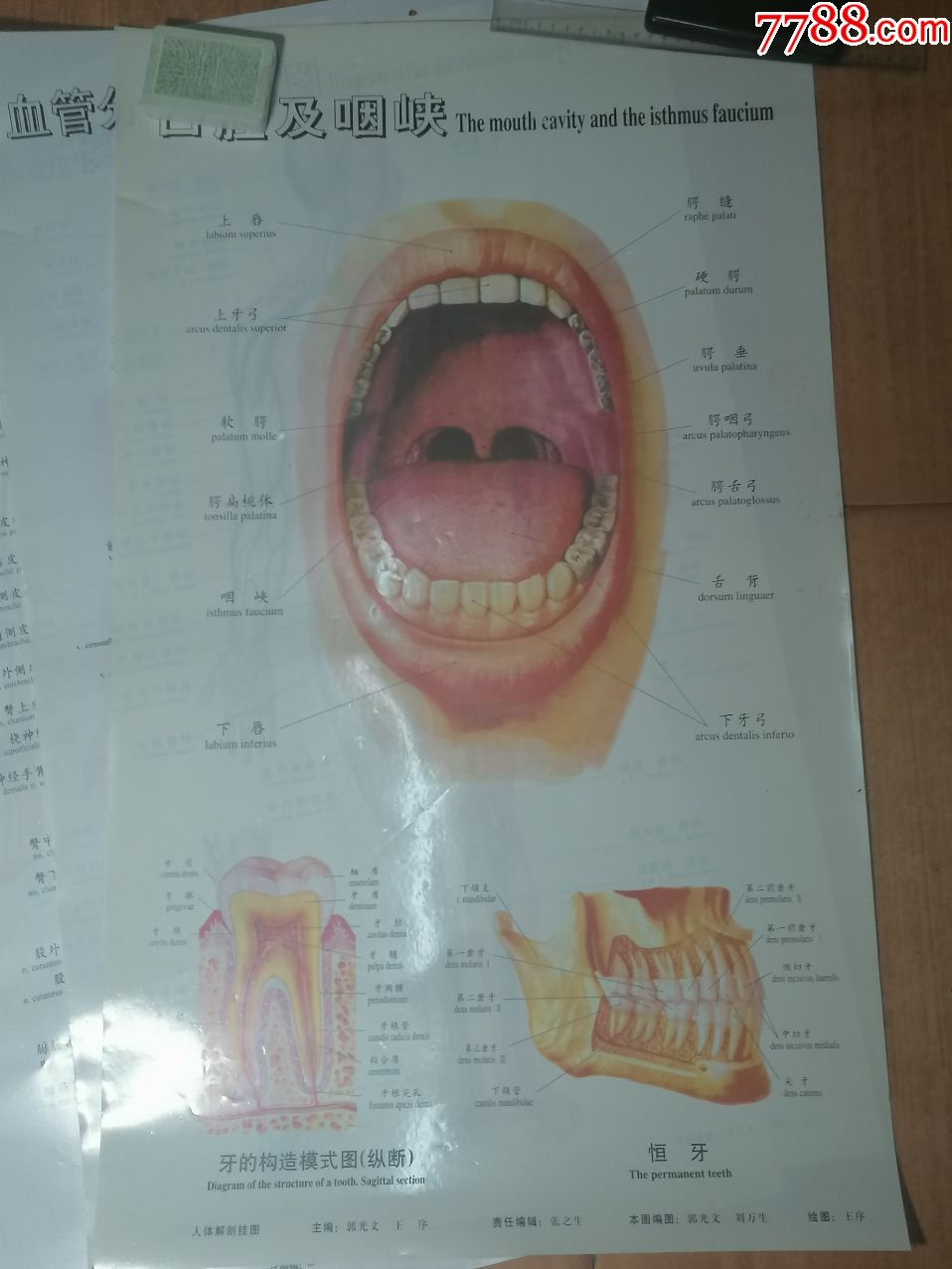 穴部位挂图(三张男性,三张女性,一张脑底,一张右侧眼球,一张口腔)13张