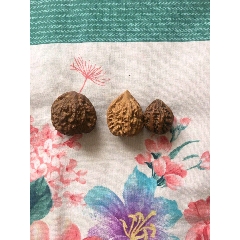 狮子头苹果园文玩核桃山核桃麻核桃(se71438087)_7788收藏__收藏热线