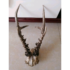 完整的鹿角(se71466304)_7788收藏__收藏热线