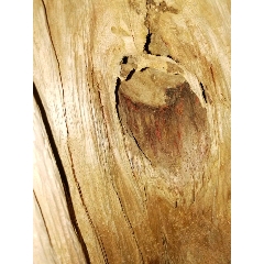 上等海南野生黄油格老料顶级(se71472887)_7788收藏__收藏热线