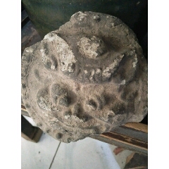 残猫(se71473444)_7788收藏__收藏热线