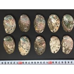 天然鲍鱼壳10个(se71479724)_7788收藏__收藏热线