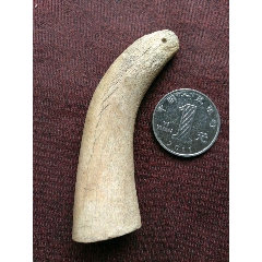 千年之角（种类不识）(se71481943)_7788收藏__收藏热线