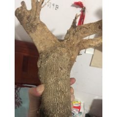 黄杨弹弓(se71487710)_7788收藏__收藏热线