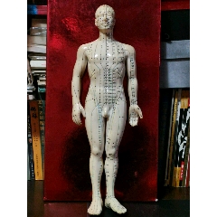 中医胶质穴位人体模(se71497441)_7788收藏__收藏热线
