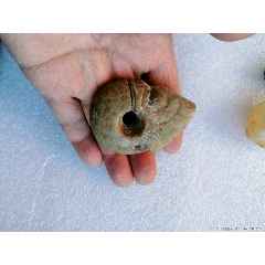 玉猪龙(se71509301)_7788收藏__收藏热线