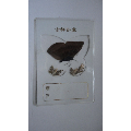 台湾蝴蝶标本4(se71529514)_7788收藏__收藏热线