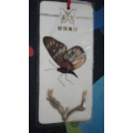 蝴蝶标本6(se71529767)_7788收藏__收藏热线
