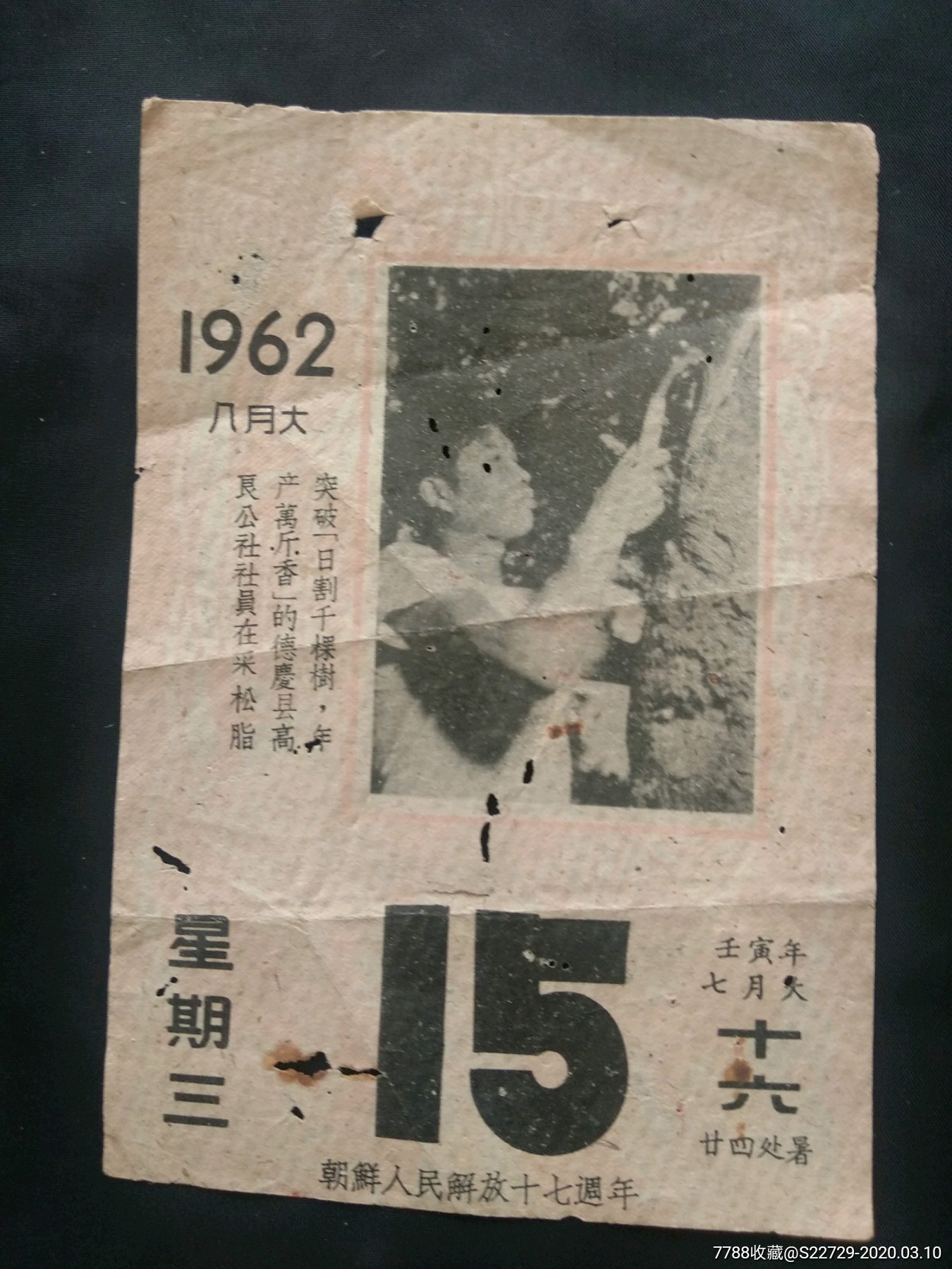 1962年日历纸(德庆县社员采松脂)