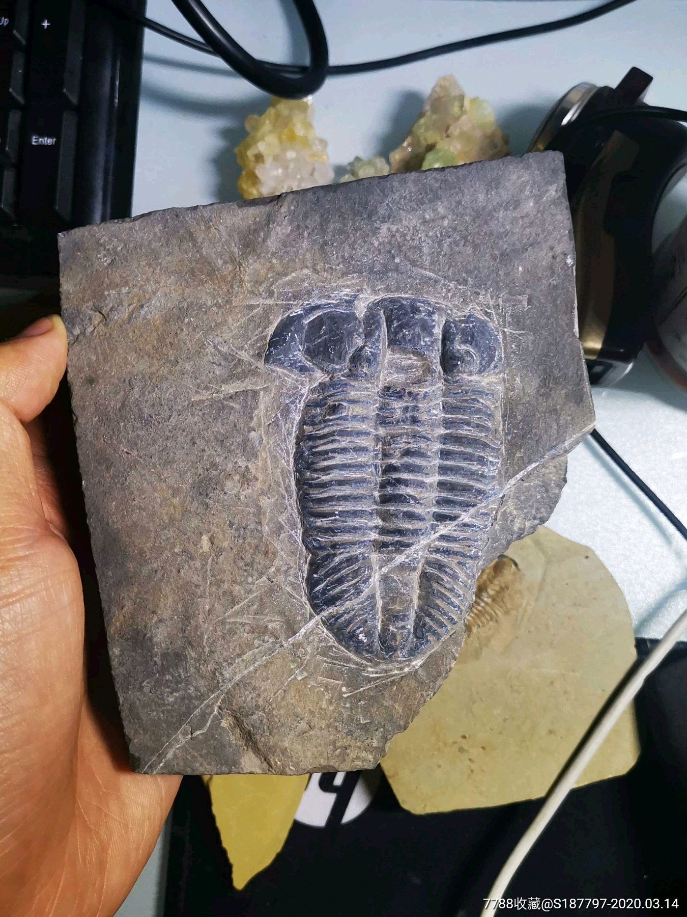武当山金顶三叶虫化石图片