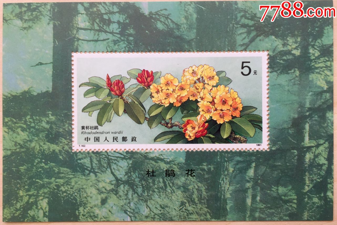 黄杯杜鹃邮票图片