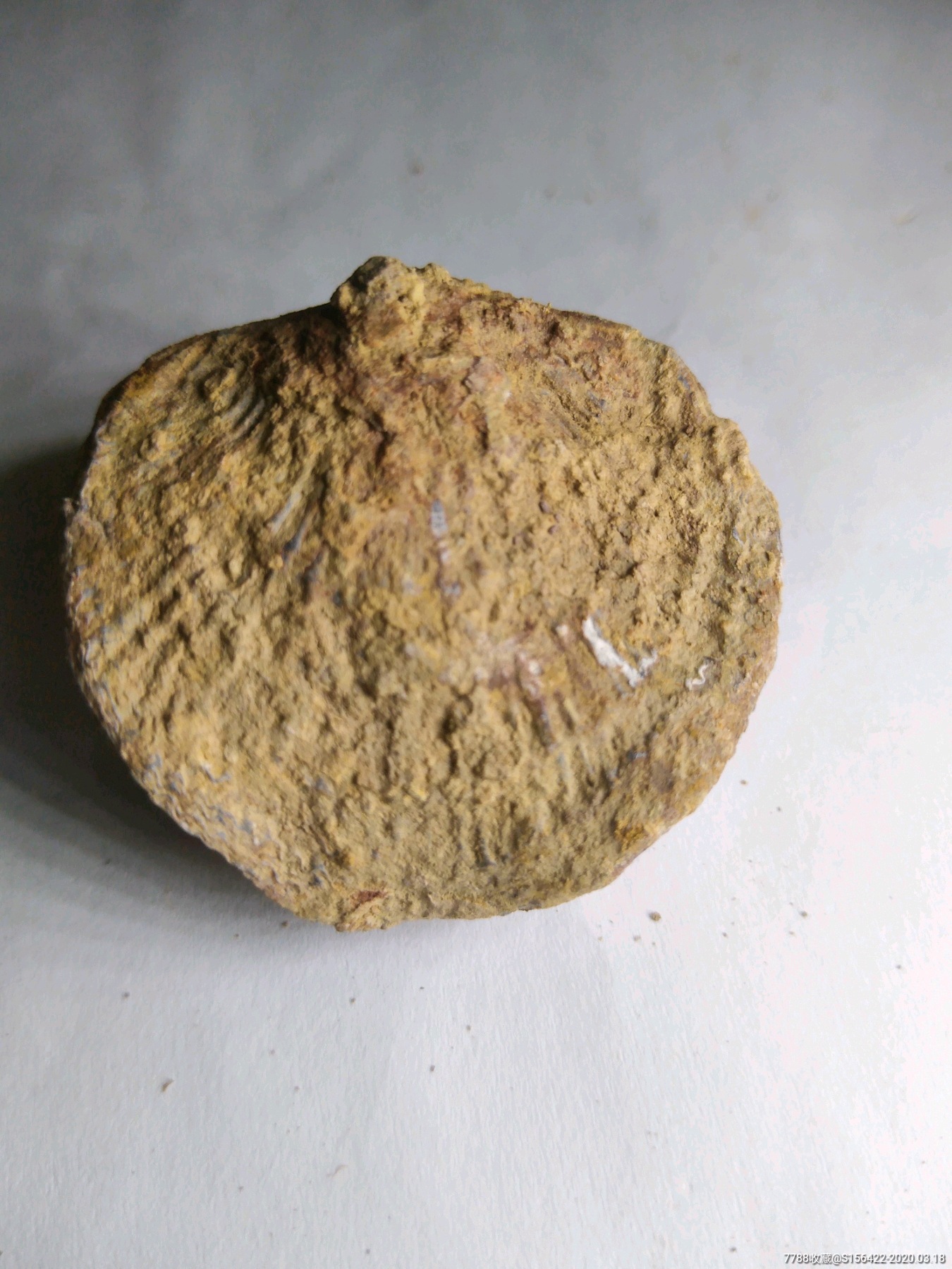 2亿年前三叠纪时期扇贝化石