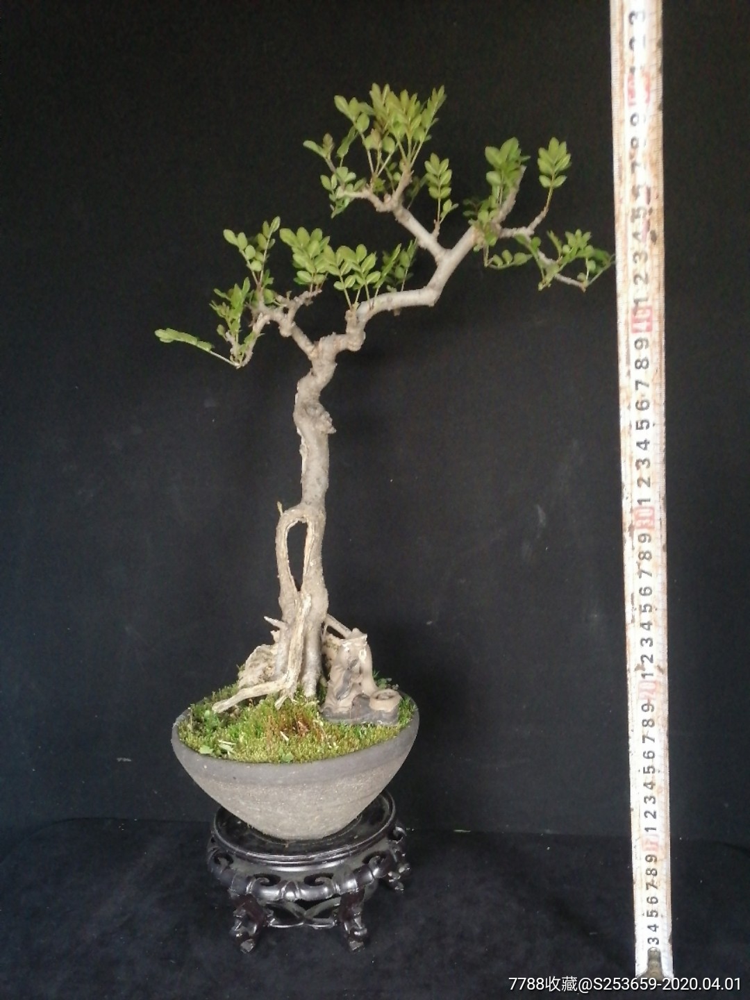 对节白蜡-盆景-7788旧货商城