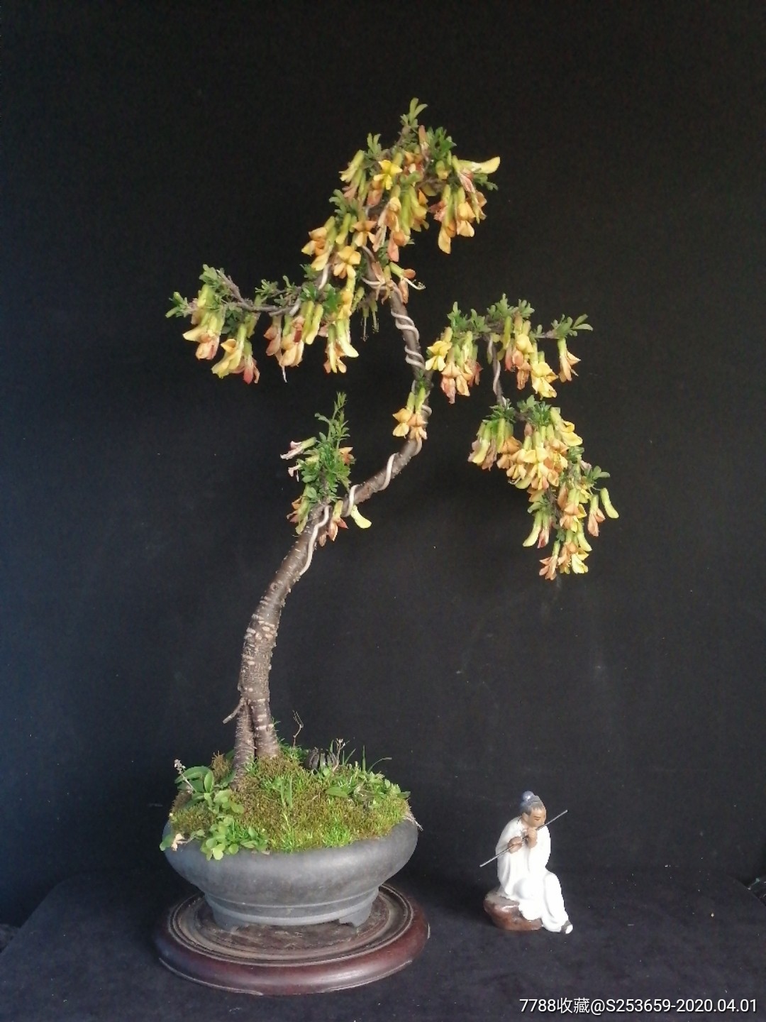 金雀_盆景_种类图片_收藏价格_7788茶具