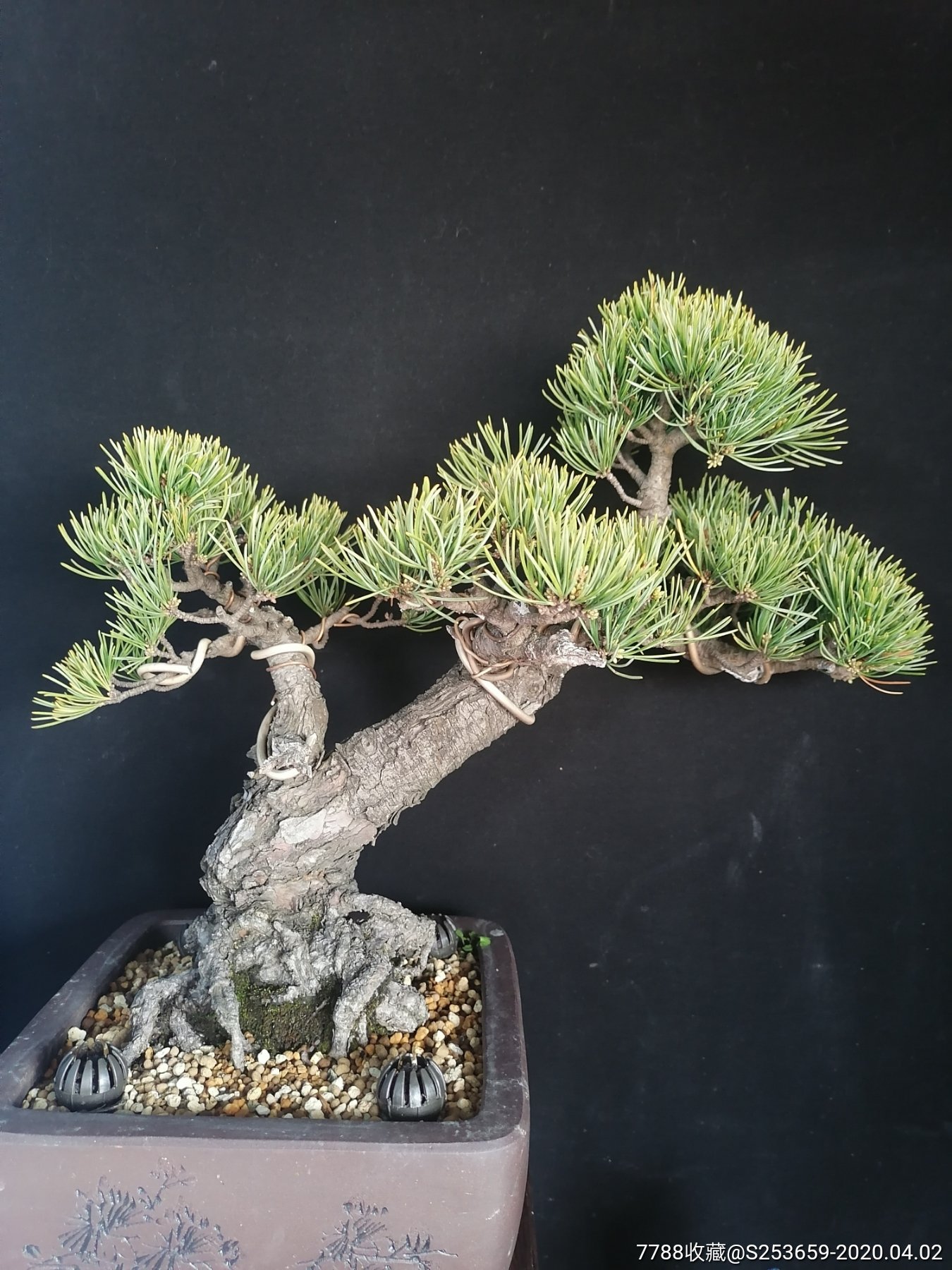 日本金针大板松