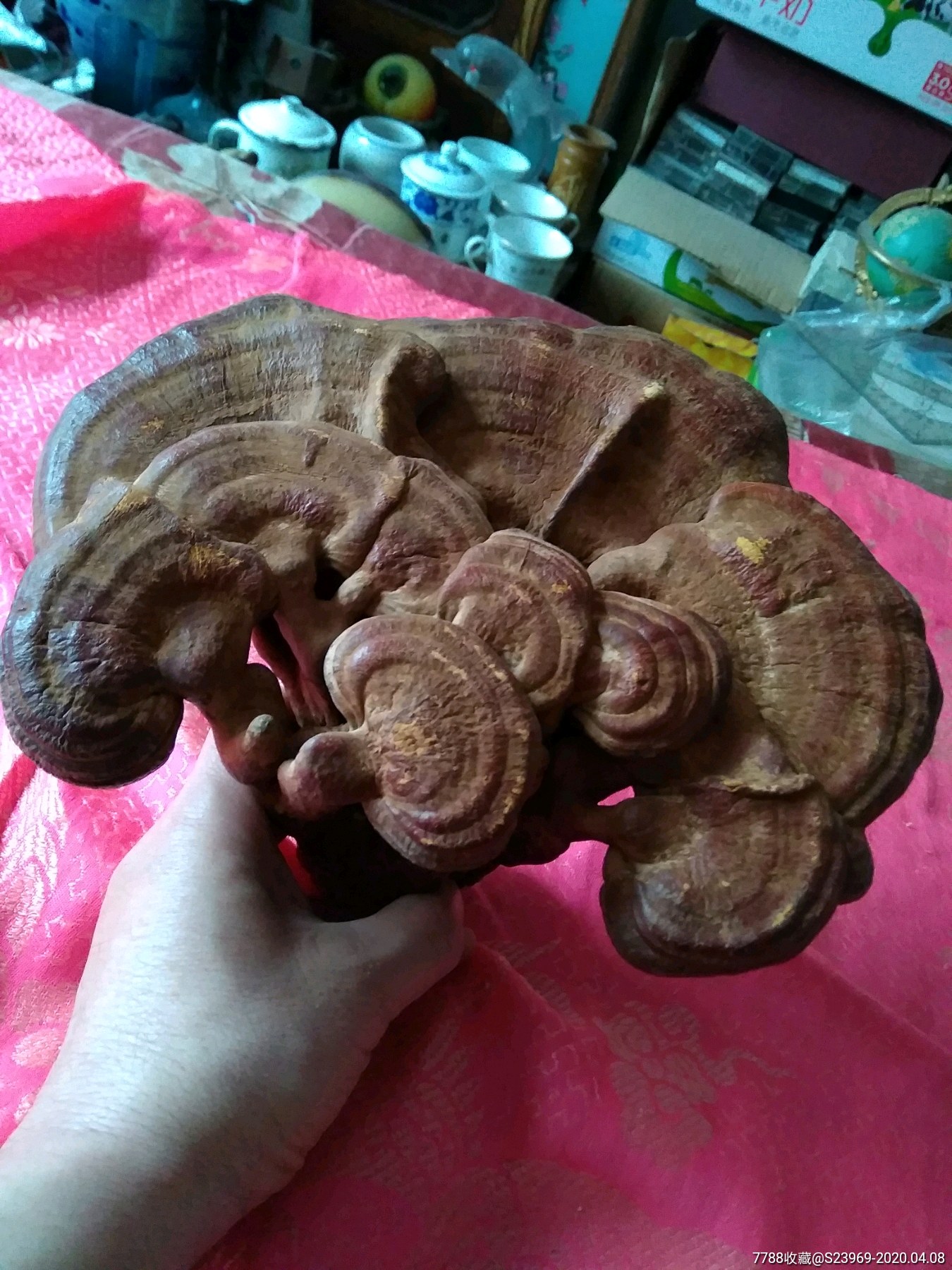 纯天然灵芝摆件