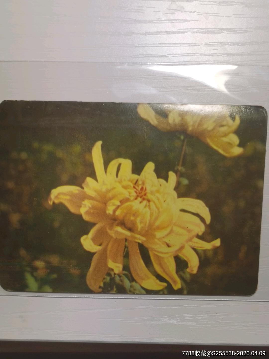 植物记录卡菊花的样子图片