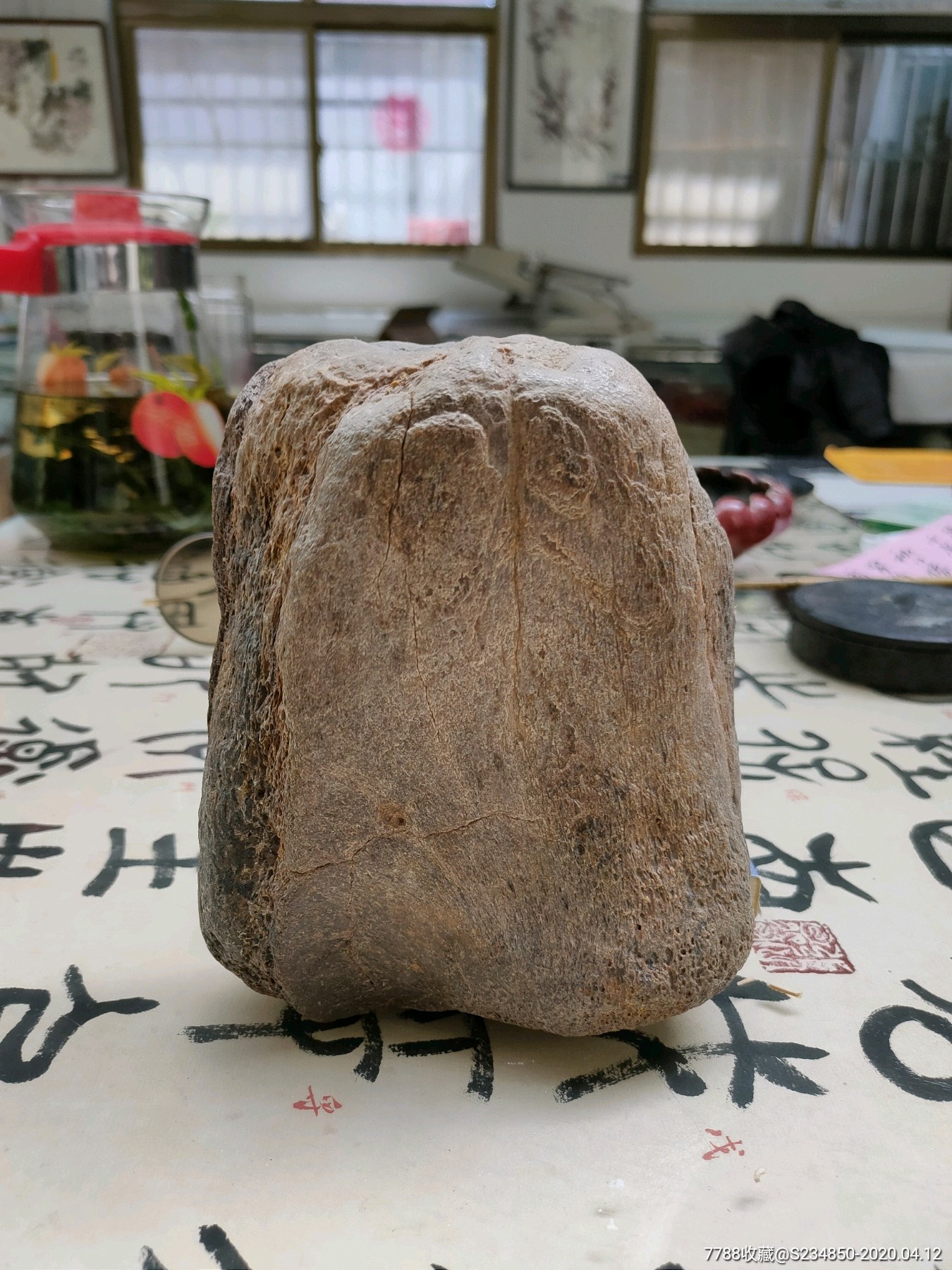 龙骨化石