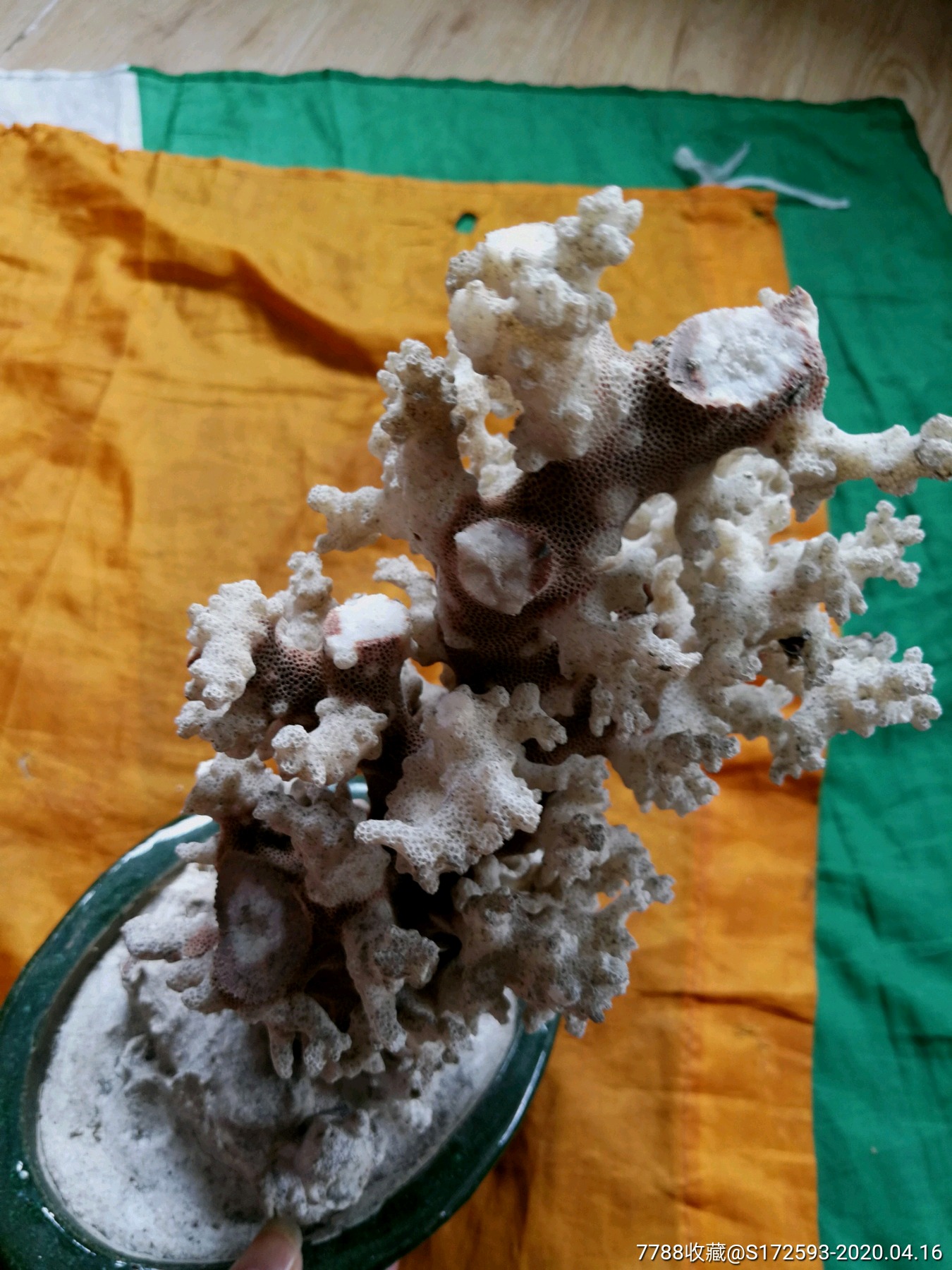 80年代早期桂林白珊瑚老盆景,珊瑚高大