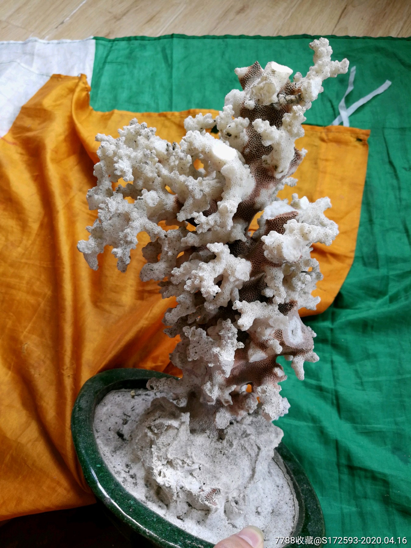 80年代早期桂林白珊瑚老盆景,珊瑚高大