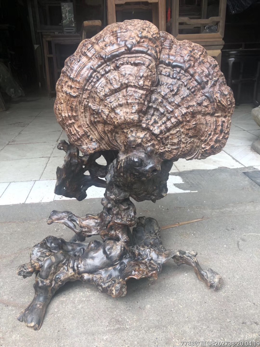 天然大灵芝摆件