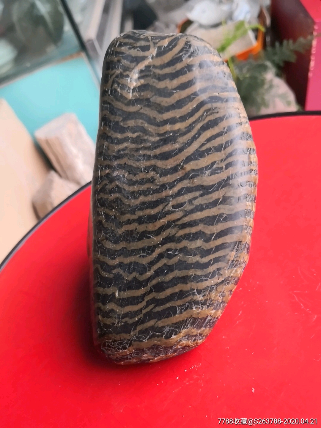 汉江条纹斑马石