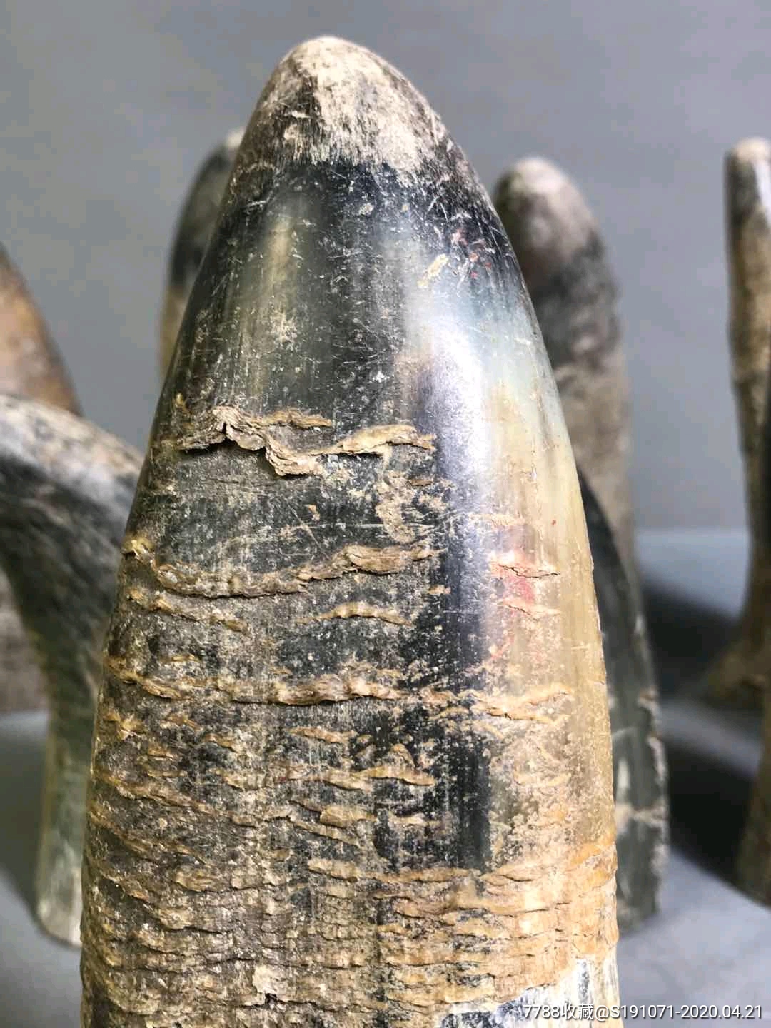 牛角原角,纹理清晰,包浆浓厚,保存完整,成色如图.懂得来!