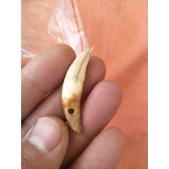 古代狗牙动物牙辟邪之物临清运河古玩店