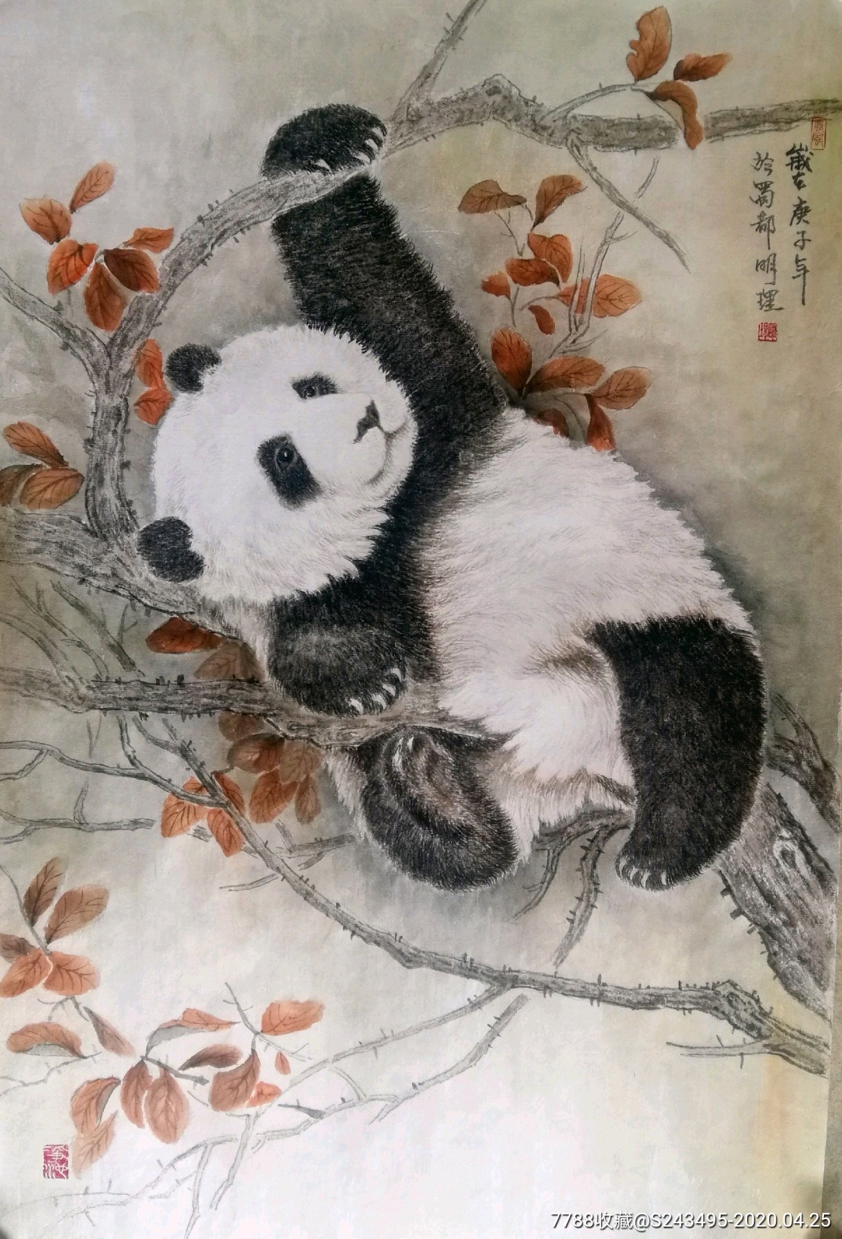 大熊猫的照片 中国画图片