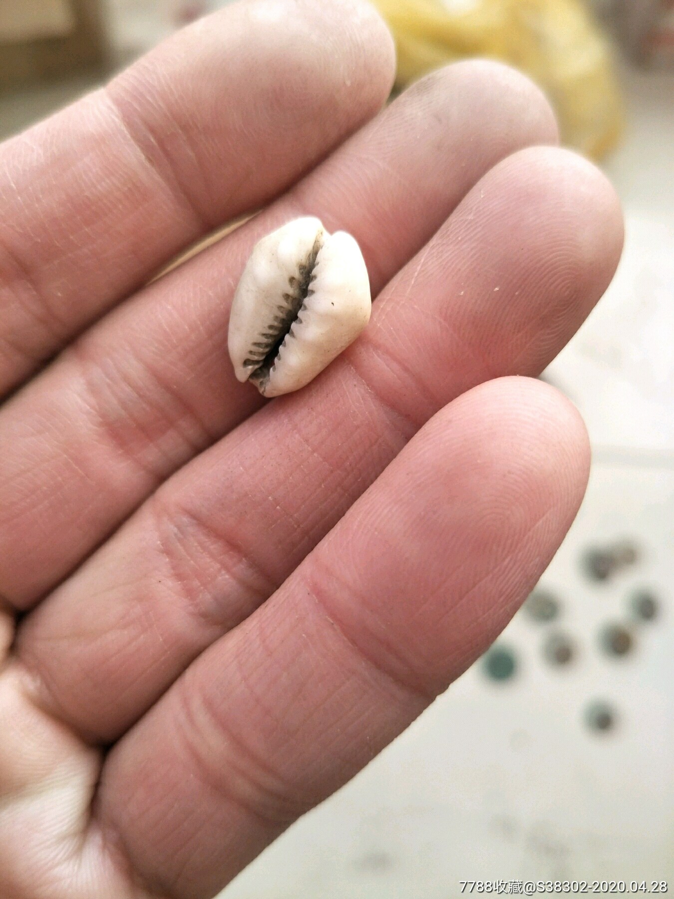 宋代或者更早贝币临清运河古玩店_价格86.