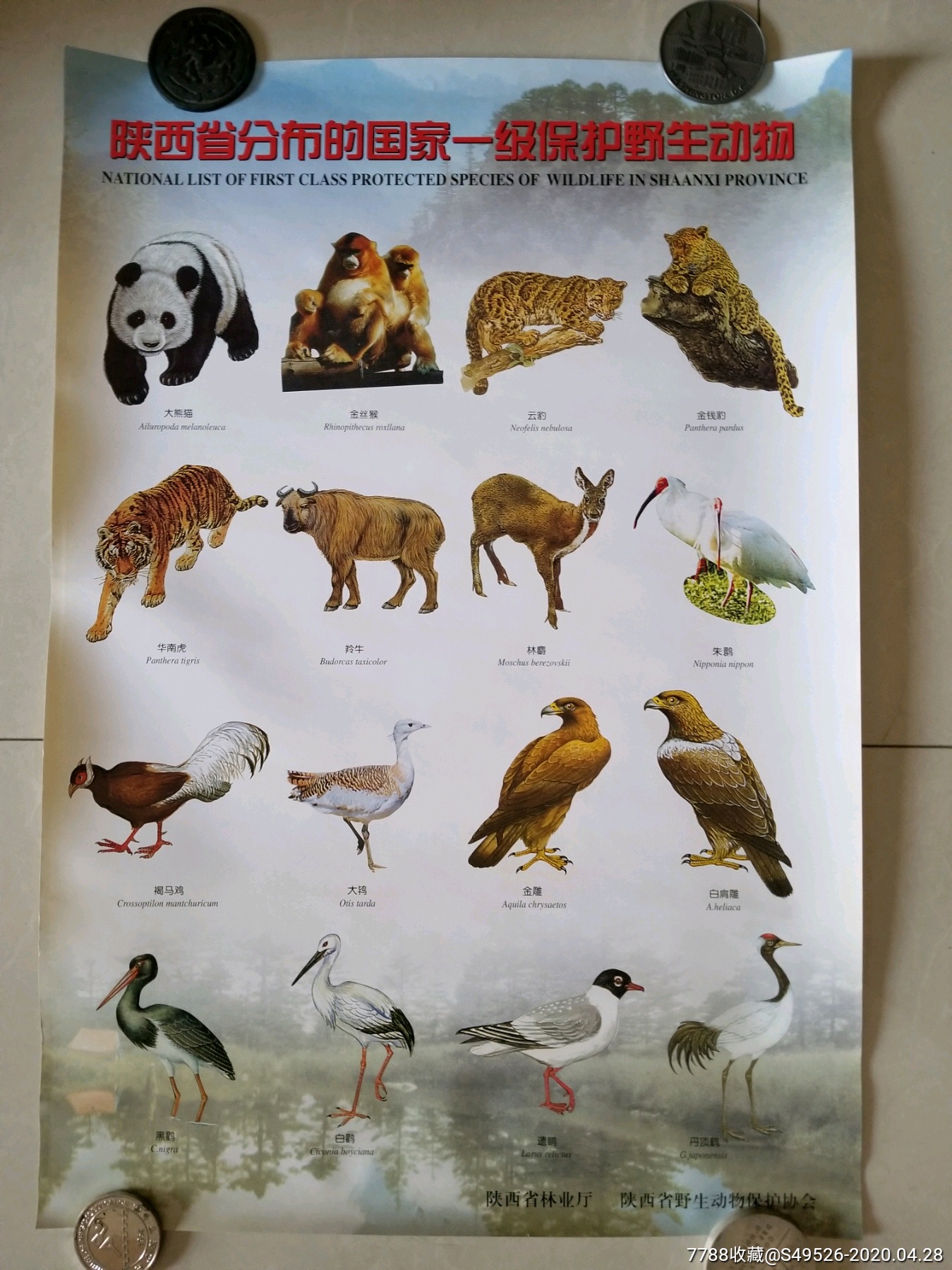 保护野生动物宣传画