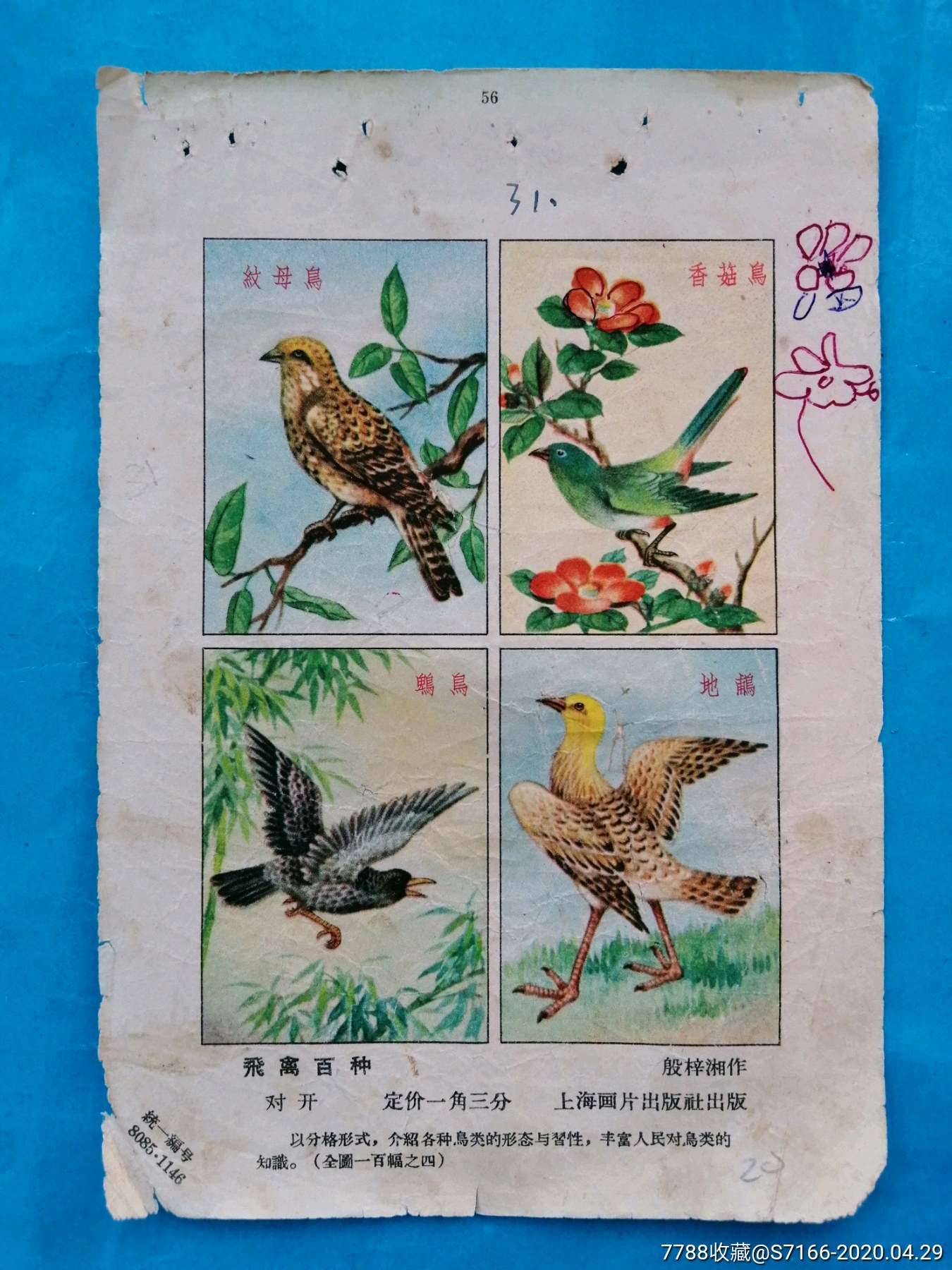 五十年代精品年画飞禽百种一一殷梓湘精绘