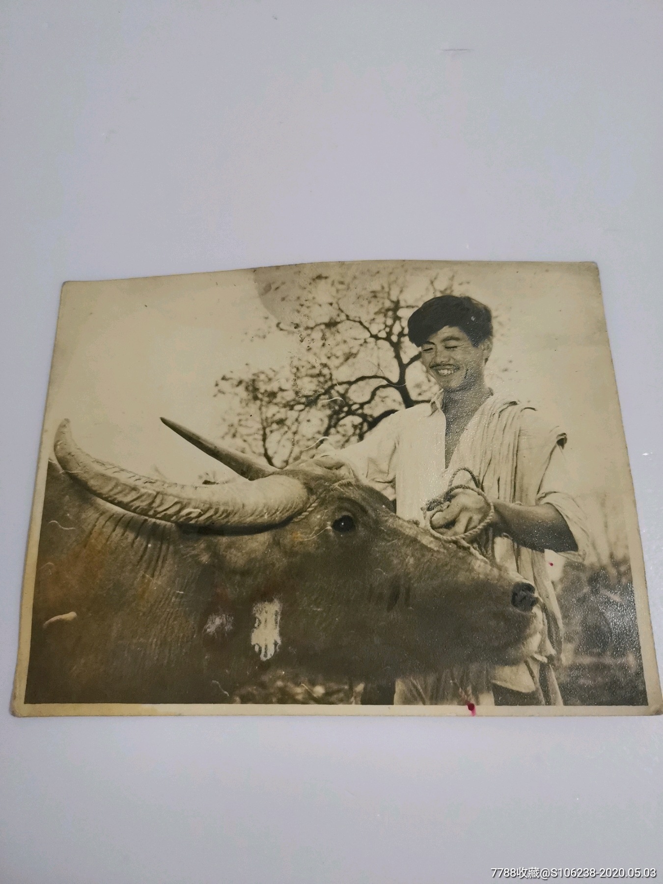 知青题材知青放牛原照1枚题材好