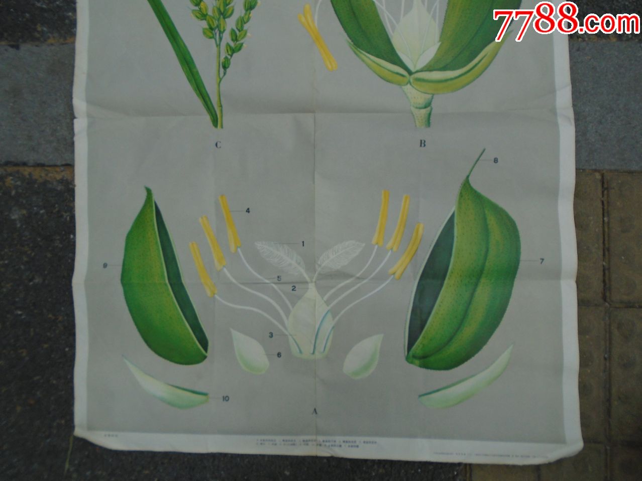 水稻的花中学农业基础教学图片花的构造2(2)尺寸:105*77厘米,有一道裂