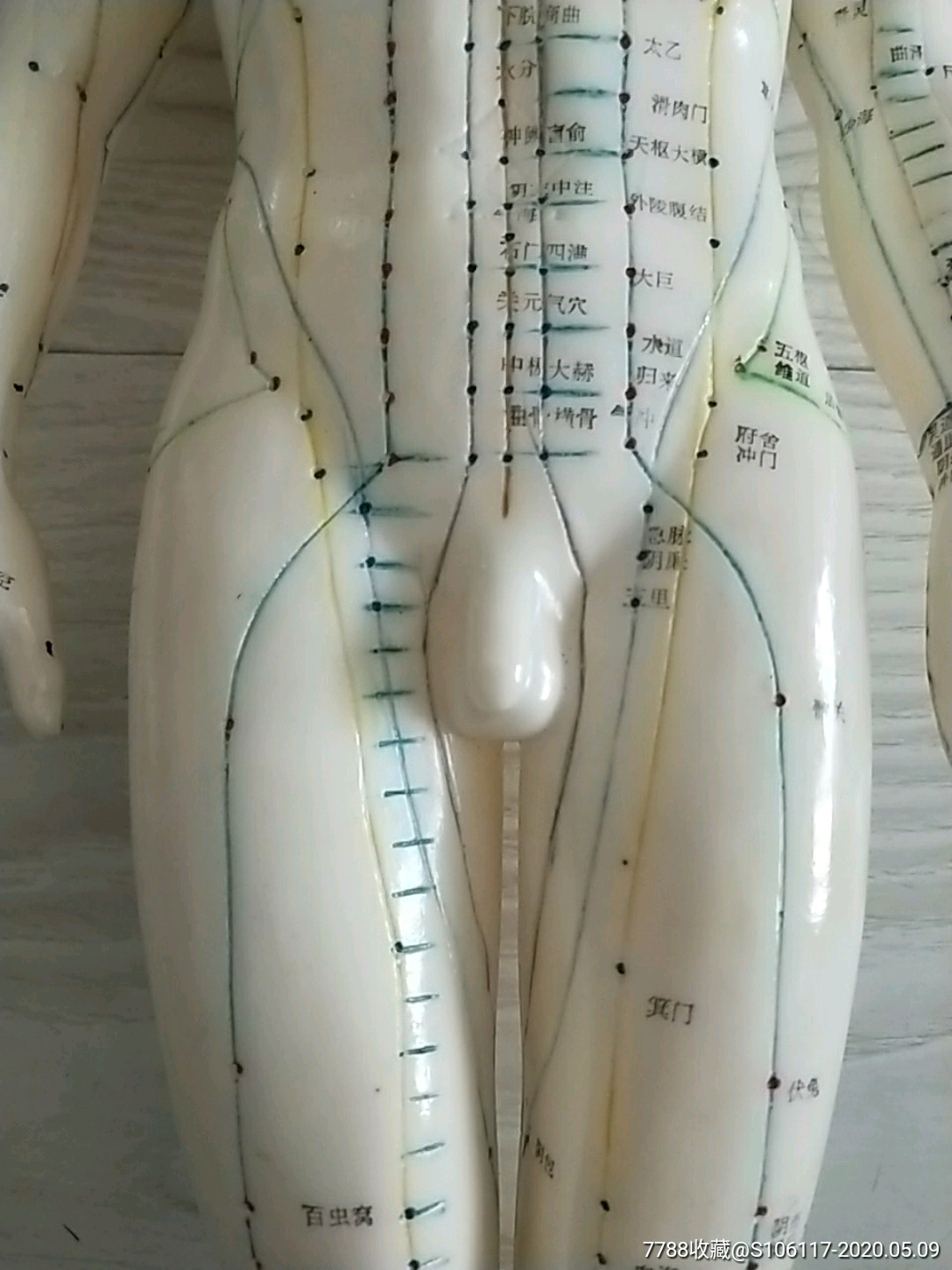 人体穴位图模型