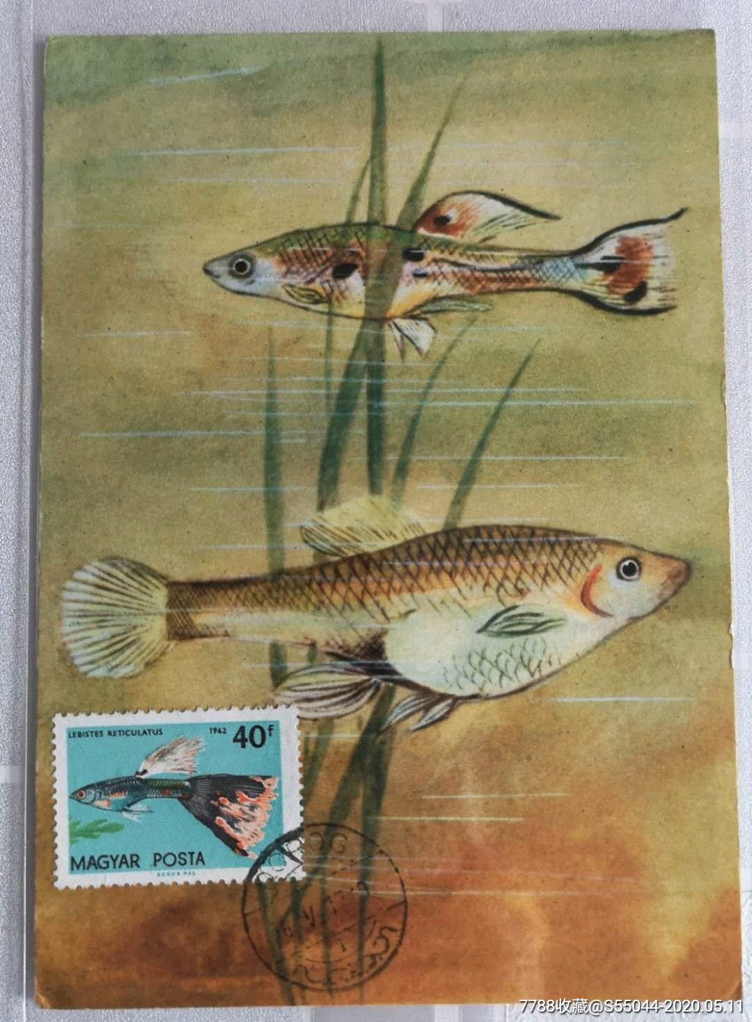 1962年匈牙利孔雀魚魚老片製作極限片1枚