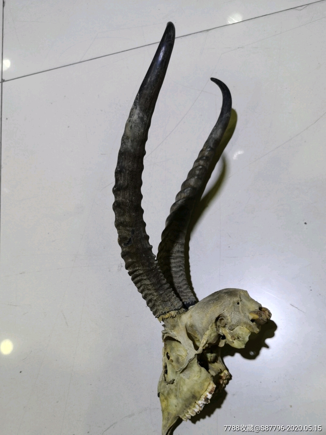 老工艺品——70年代老羊头