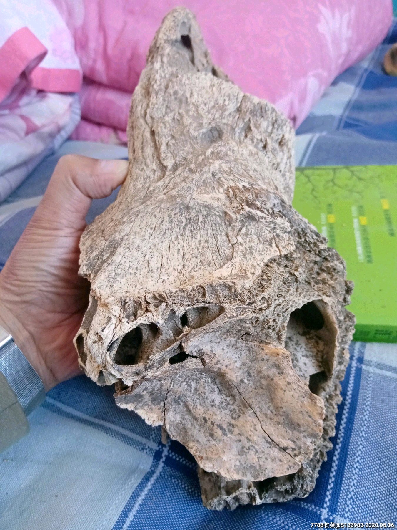 角化石-动植物化石-7788收藏