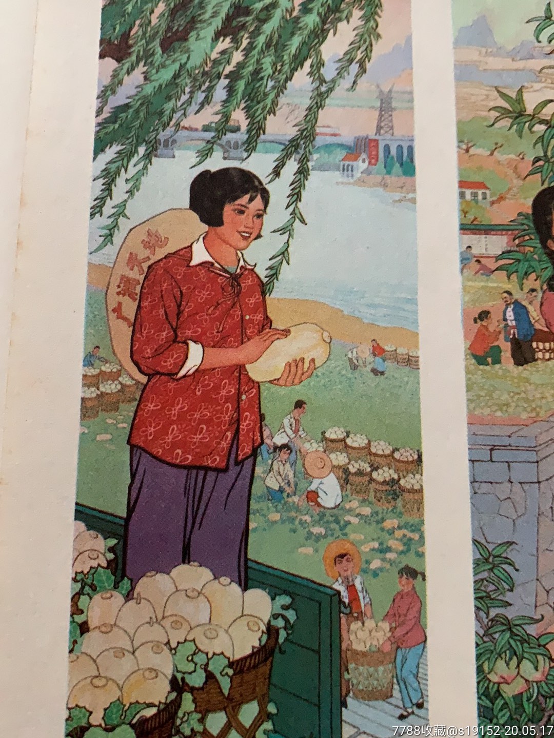 瓜香果甜喜丰收(知青题材)